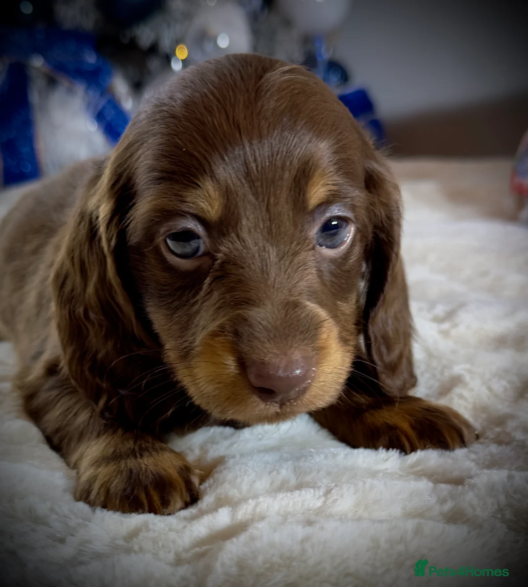 Miniature Dachshund dogs for sale: Long Hair Dachshund miniature Dapple - Advert 19