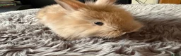 Lionhead rabbits for sale: 6 baby bunnies for sale - Advert 6