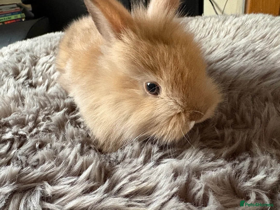 Lionhead rabbits for sale: 6 baby bunnies for sale - Advert 6