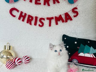 Ragdoll cats 💖Beautiful GCCF REG RAGDOLLS Champion Lines - Advert 5