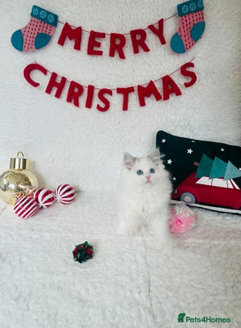 Ragdoll cats - Advert 6