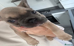 French Bulldog dogs for sale: blue fawn male - Image 5