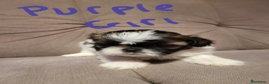 Shih Tzu Puppy 2