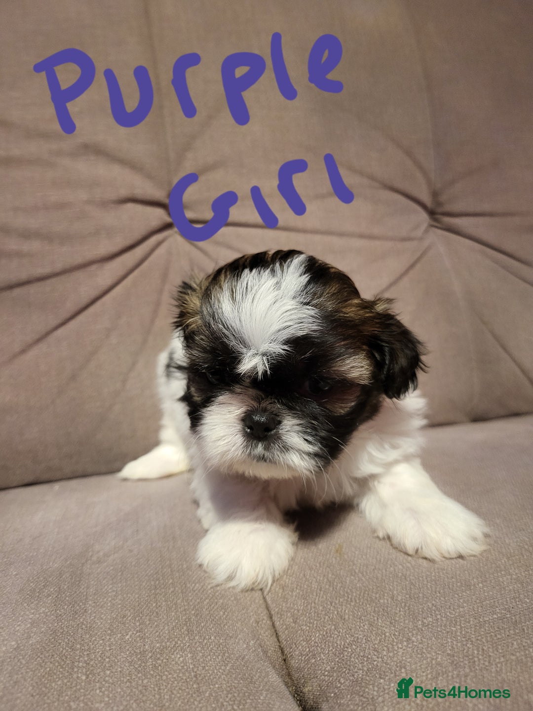 Shih Tzu dogs for sale: Shih tzu puppies - Advert 2