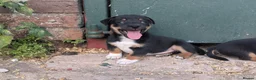 Jack Russell dogs for sale: Jack Russell Puppies for sale - Advert 3