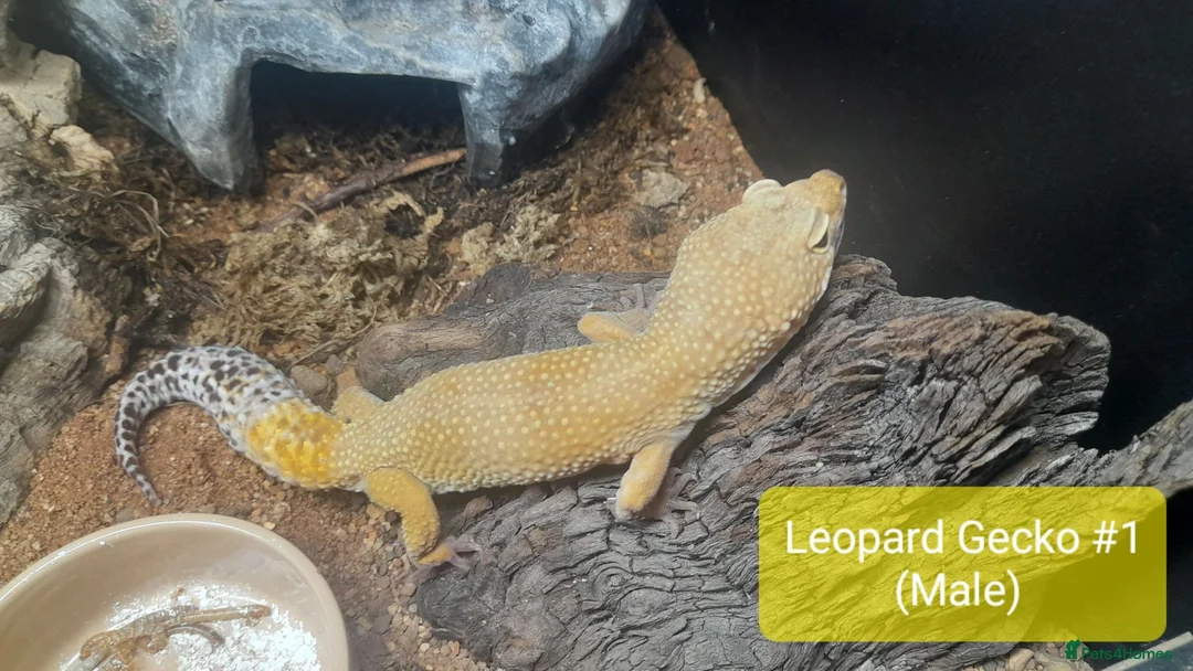Gecko reptiles for sale:  Different Species of Geckos in Store - Advert 2