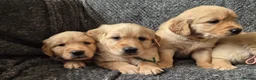 Golden Retriever dogs for sale: Beautiful KC Reg Golden Retrievers - Advert 4