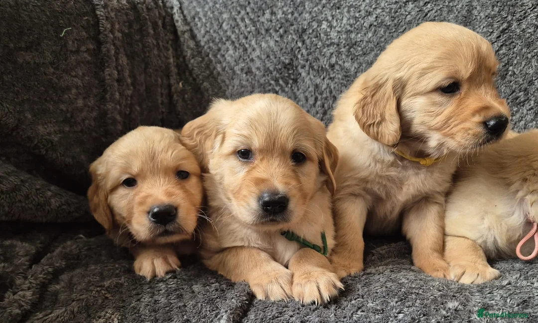 Golden Retriever dogs for sale: Beautiful KC Reg Golden Retrievers - Advert 4