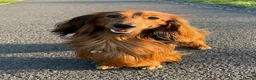 Miniature Dachshund dogs for stud: For stud miniature long hair dachshund  - Advert 4