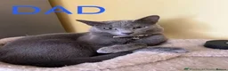 Russian Blue cats for sale: TICA REGISTERED Pure Breed Russian Blue Kittens - Advert 9