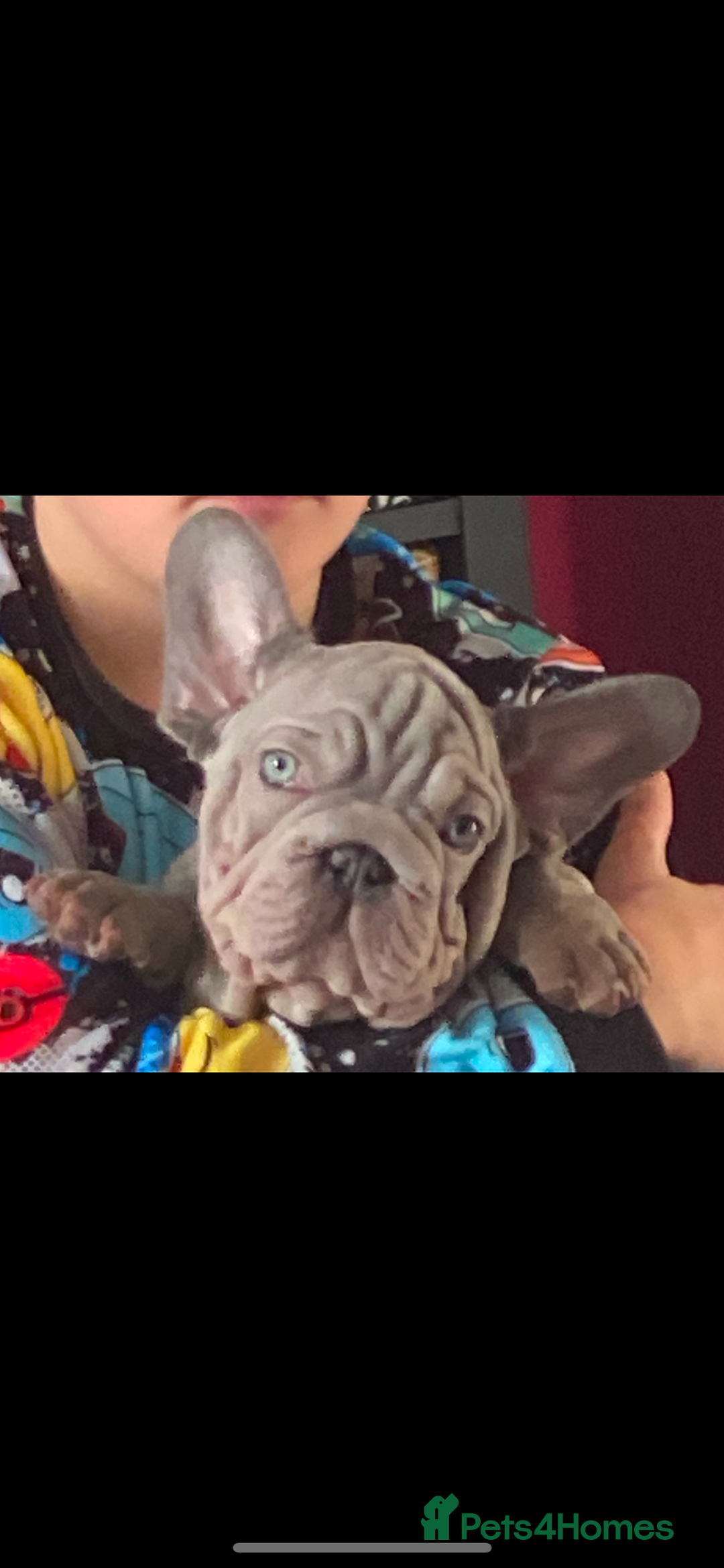 French Bulldog dogs for sale: Male French bulldog puppy  - Advert 4