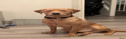 Labrador Retriever dogs for stud: STUD! Fox red Labrador - Advert 2