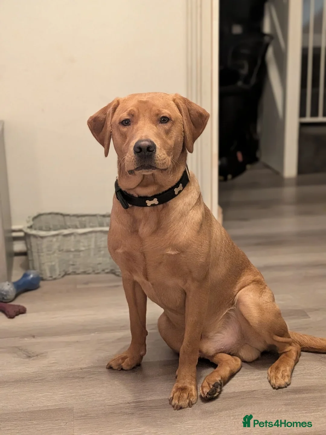 Labrador Retriever dogs for stud: STUD! Fox red Labrador - Advert 2