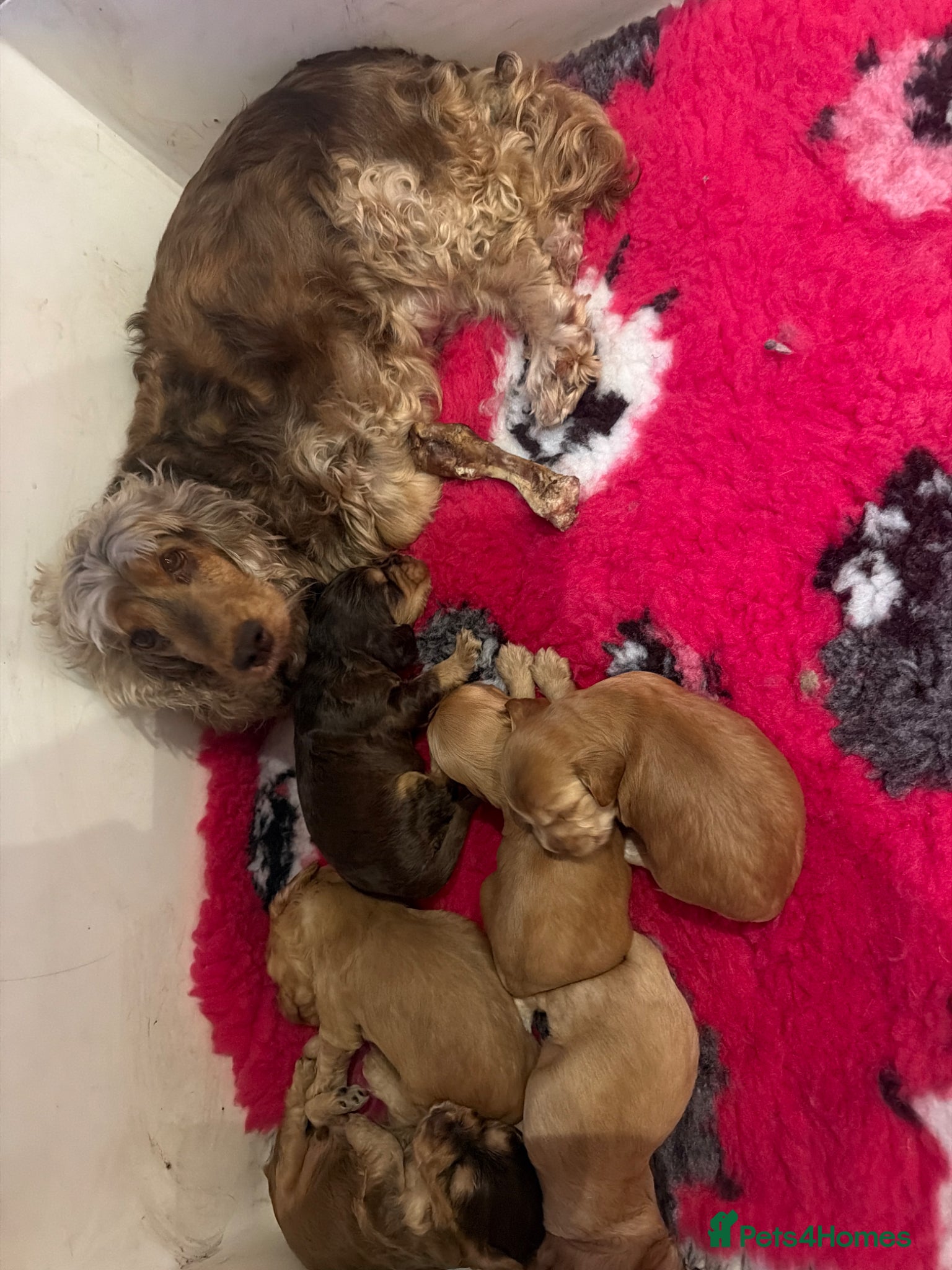 Cocker Spaniel dogs Golden & Chocolate Sable Show Cocker Puppies  - Advert 2