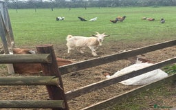 Goats livestock for sale: 3 Nanny’s 1 Billy Pygmy crosses  - Image 4