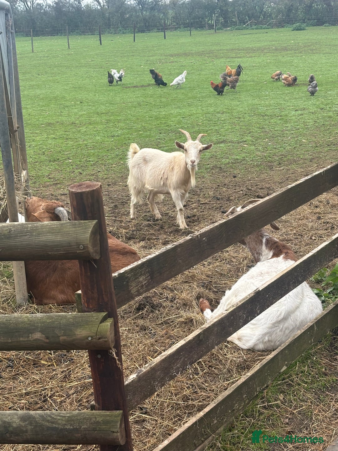 Goats livestock for sale: 3 Nanny’s 1 Billy Pygmy crosses  - Image 4