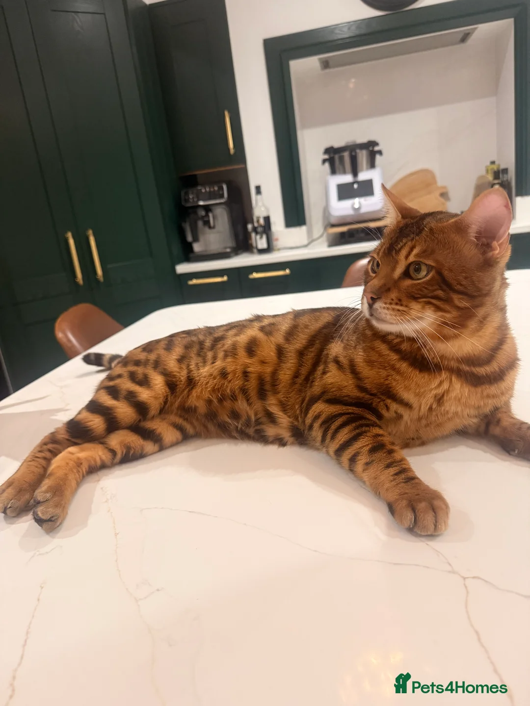 Bengal cats for stud: Handsome Brown spotted Bengal boy for stud - Advert 3