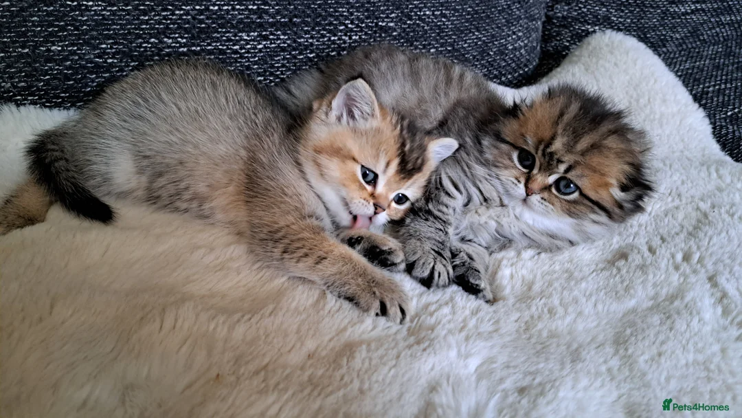 Scottish Fold cats for sale: Rare color scottish babys  - Advert 2