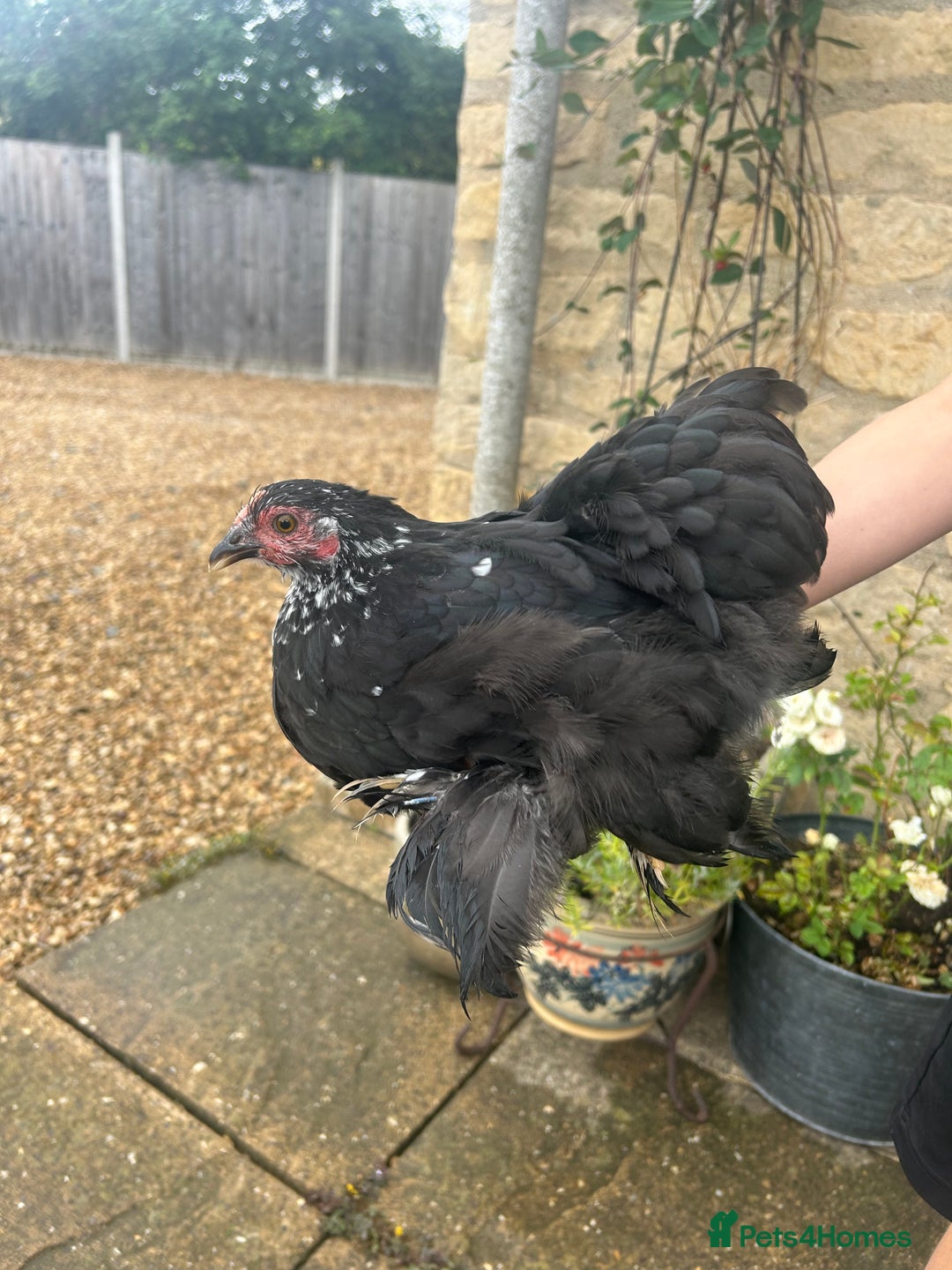Chickens poultry for sale: Pekin Bantam Hens - almost 3 months old - Image 3