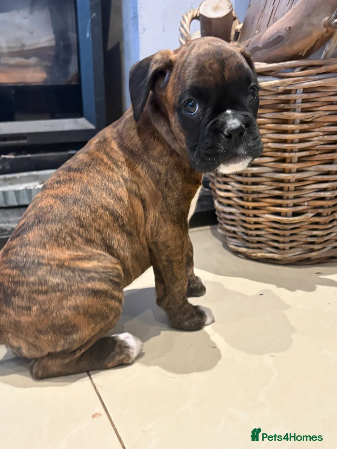 Boxer dogs for sale: READY NOW. LAST GIRL 🐶  - Advert 4
