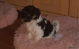 Lhasa Apso dogs for sale: 💜 REDUCED 💜 5* Kyi-Leos (Lhasa Apso/Maltese)   - Image 24