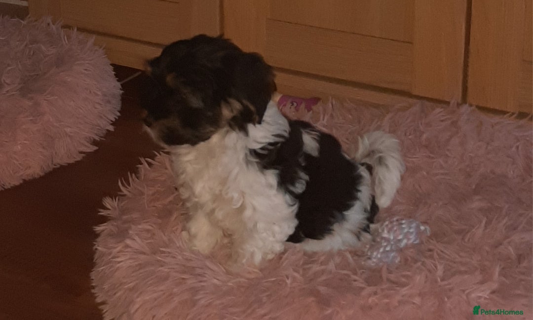 Lhasa Apso dogs for sale: 💜 REDUCED 💜 5* Kyi-Leos (Lhasa Apso/Maltese)   - Image 24