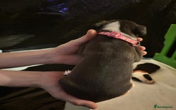 Mixed Breed dogs for sale: American bull staff - Image 4