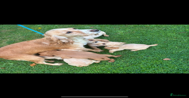 Cocker Spaniel dogs - Advert 12