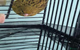 Canaries birds for sale: Pair of canaries male and female  - Image 3