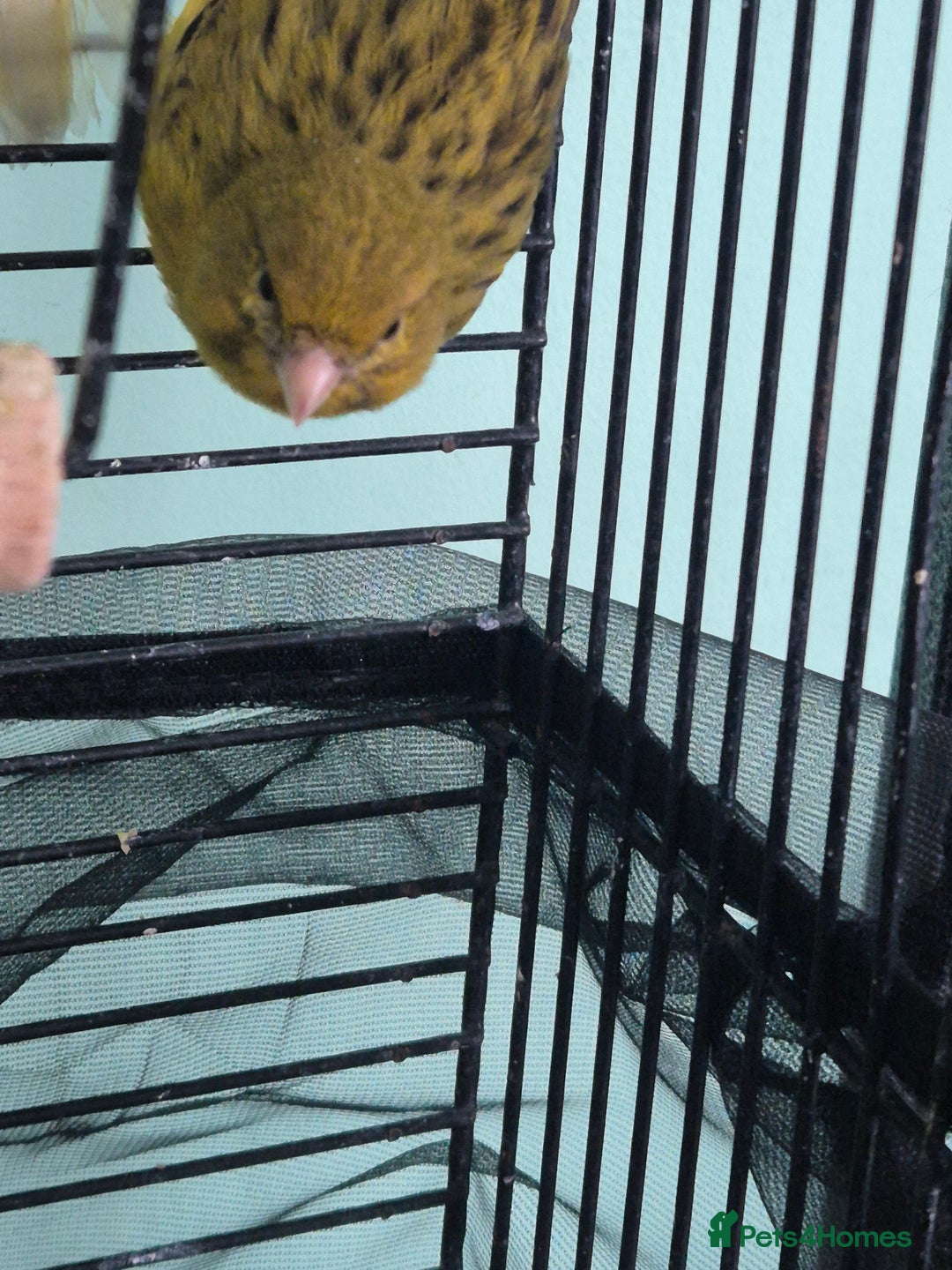 Canaries birds for sale: Pair of canaries male and female  - Image 3
