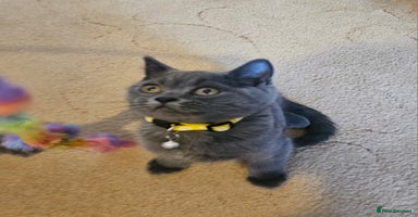 British Shorthair cats - Advert 8
