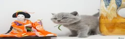 British Shorthair cats for sale: ✨ CIAOKITTY — BLUE BRITISH SHORTHAIR KITTENS ✨ in Widnes - Advert 4