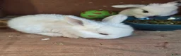 Mini Lop rabbits for sale: Mini lop baby rabbits  in Grimsby - Advert 10