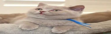 British Shorthair Blue collar (Female not Male)