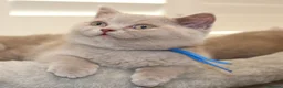 British Shorthair cats for sale: Beautiful Pure Breed ✨ British Shorthair Kittens ⭐ - Advert 33
