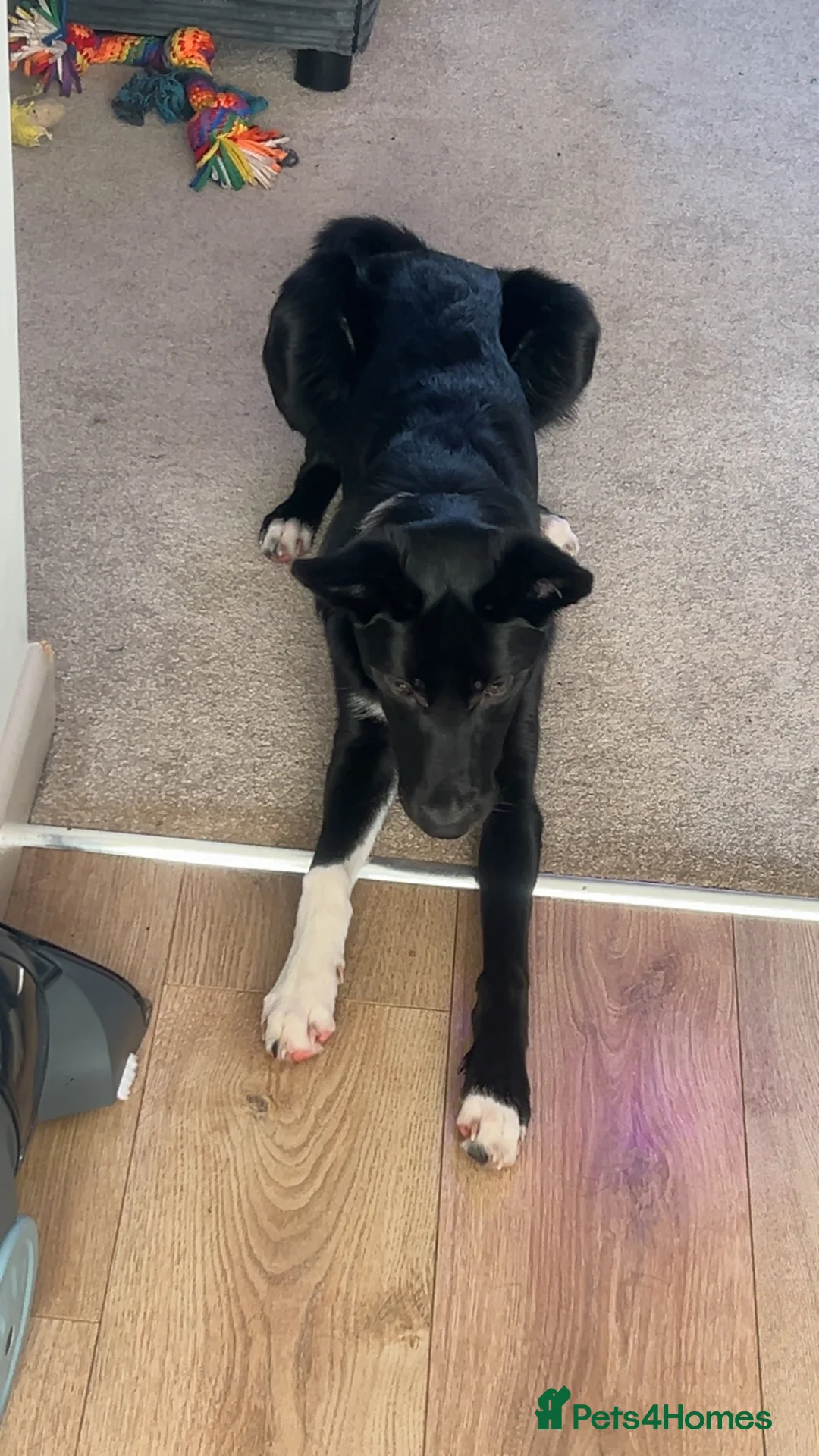 Mixed Breed dogs for sale: Border collie mix  - Advert 2