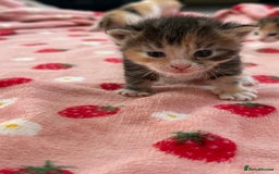 Mixed Breed cats for sale: Female kittens  - Image 2