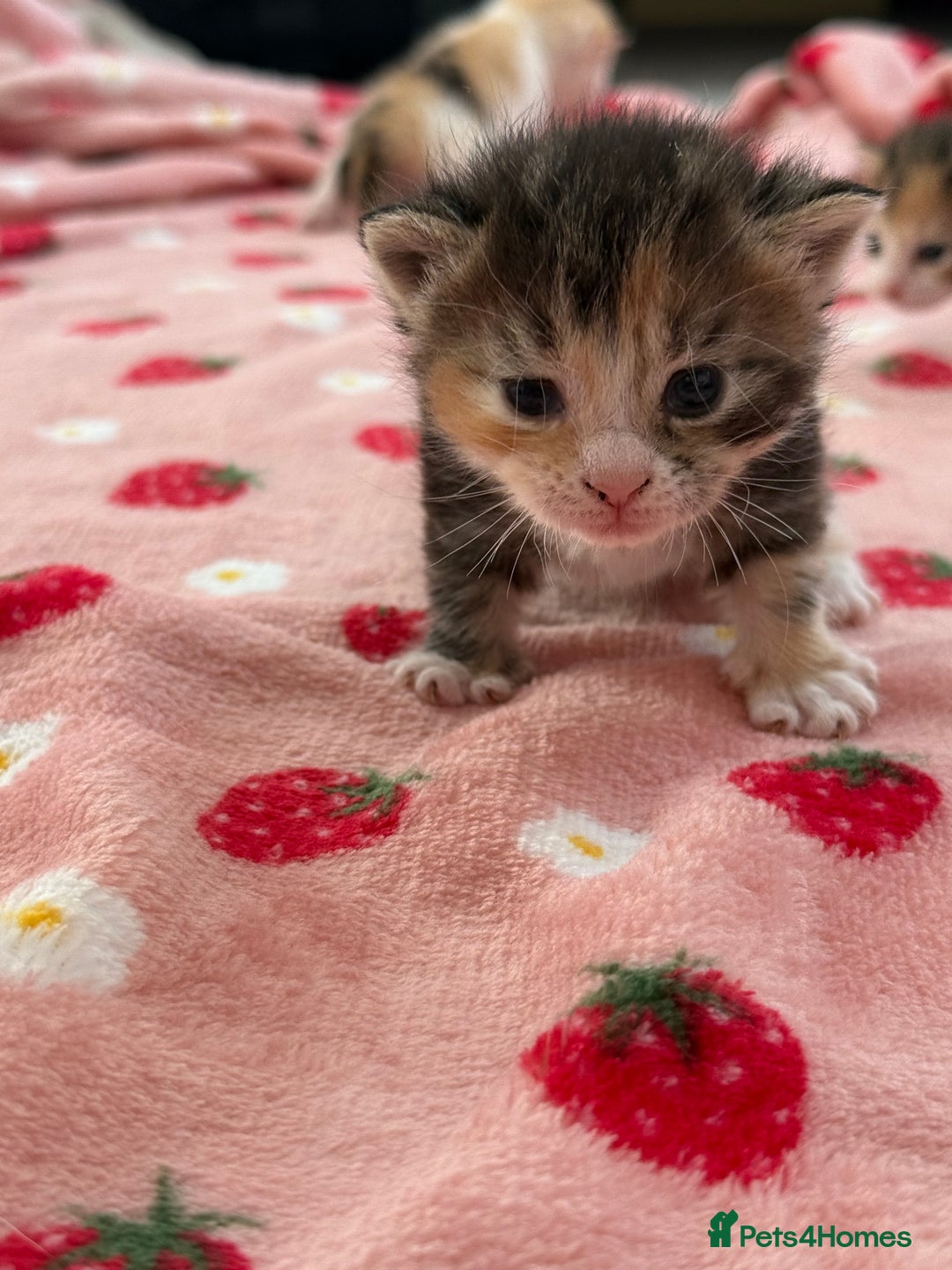 Mixed Breed cats for sale: Female kittens  - Image 2