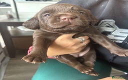 Mixed Breed dogs for sale: Adorable Lab/Spaniel/Collie Mix Puppies for Sale - Image 16