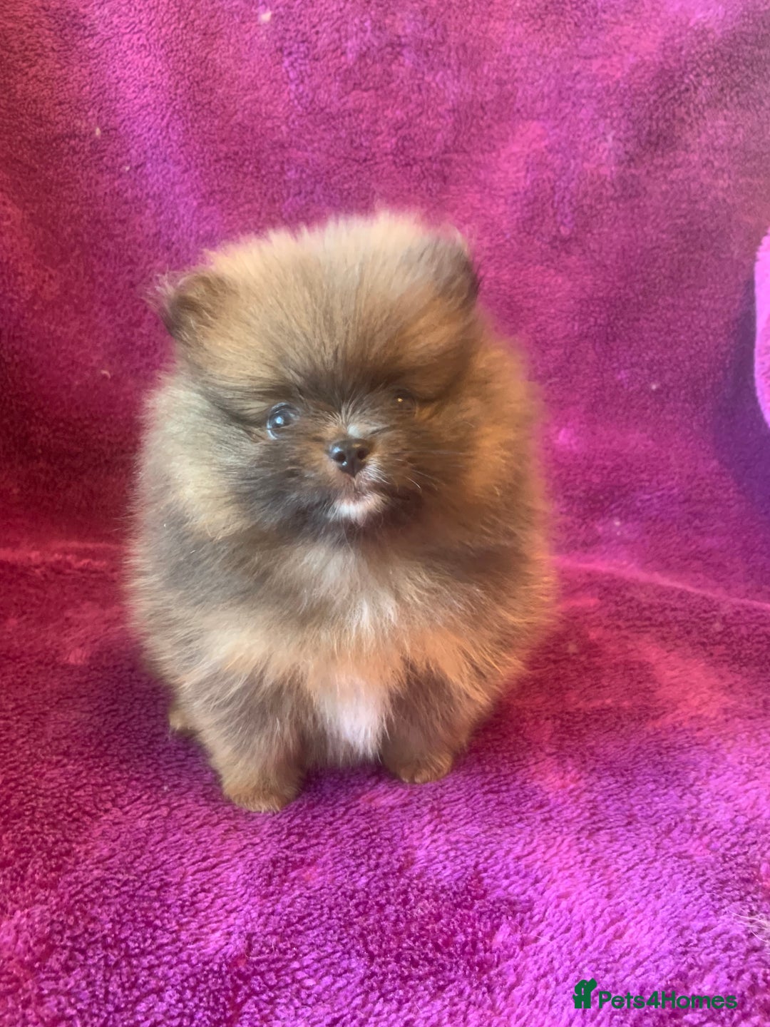 Pomeranian dogs for sale: Rainbow Litter with TAN POINTS - Image 9