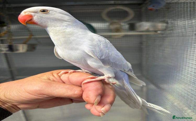 Ringnecks birds - Advert 3