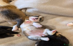 Welsh Corgi Pembroke dogs for sale: 9 Stunning Corgis  - Image 5