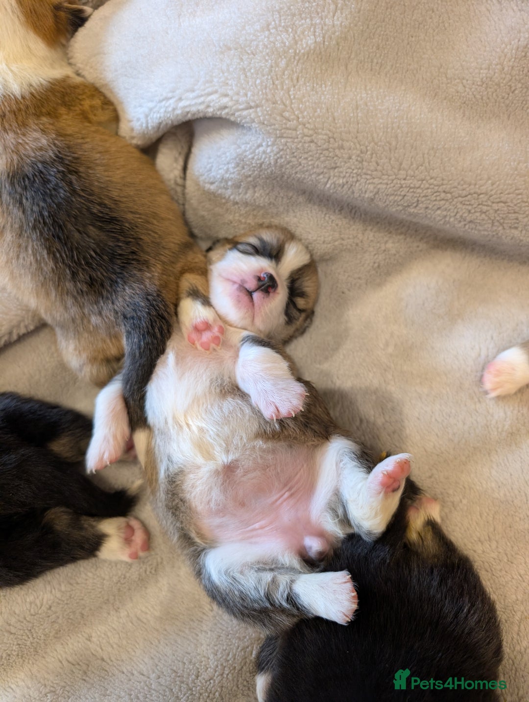 Welsh Corgi Pembroke dogs for sale: 9 Stunning Corgis  - Image 5