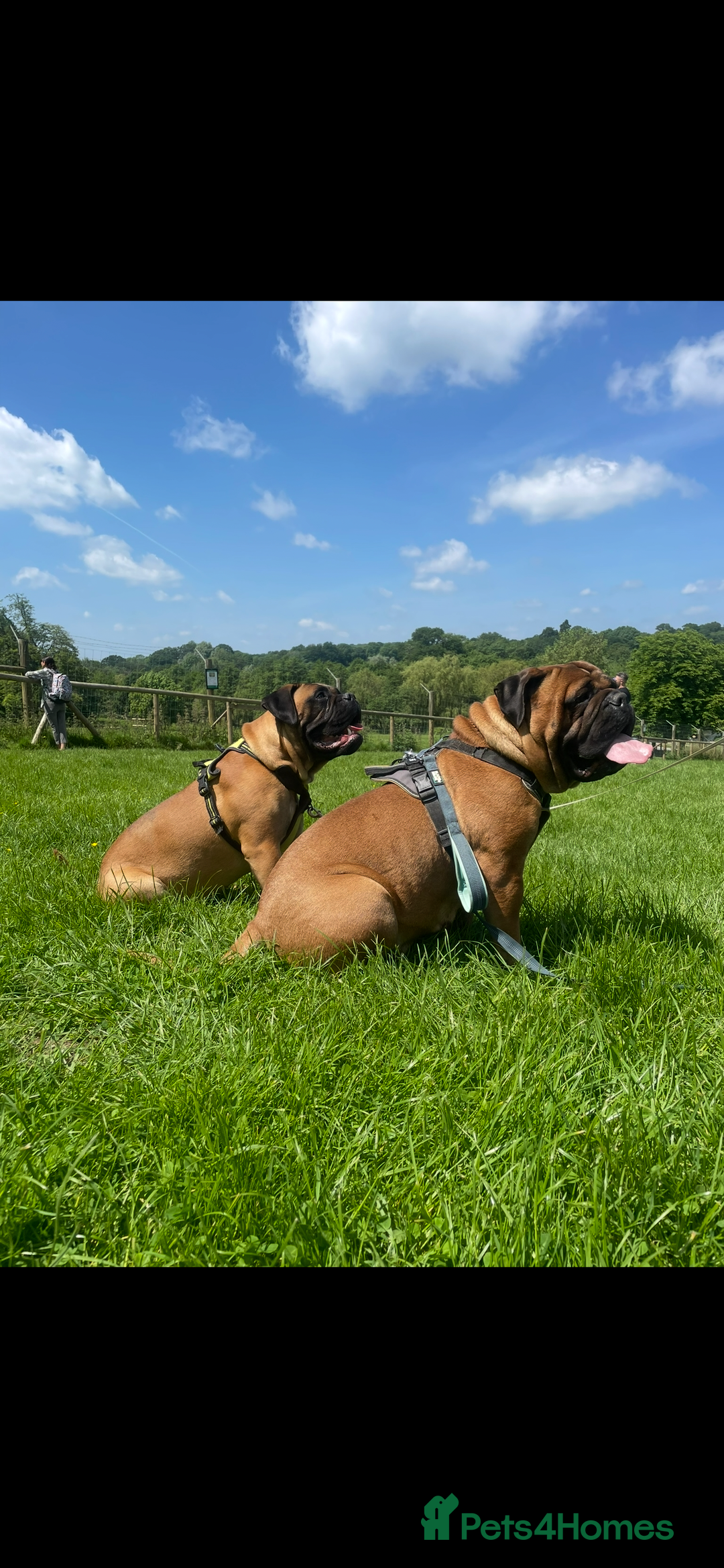 Bullmastiff dogs for sale: Beautiful Bullmastiff girl - Image 15
