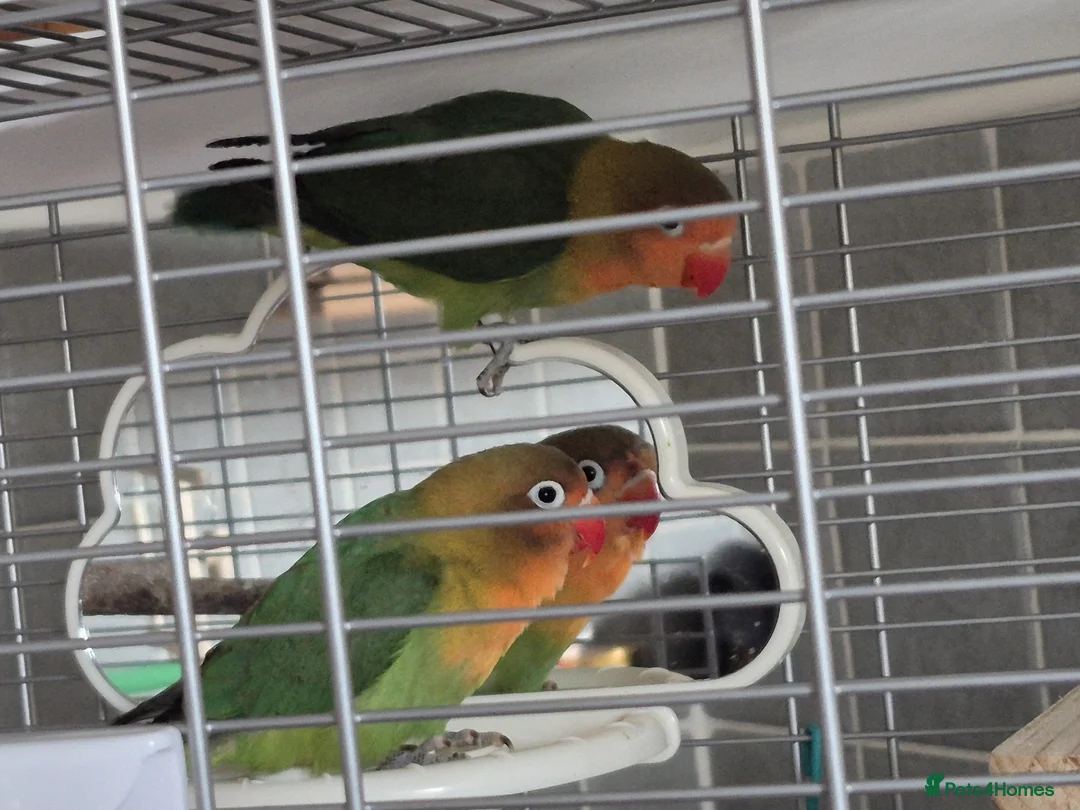 Lovebirds birds for sale: Two Baby Lovebirds in Coatbridge - Advert 1