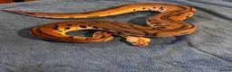 Python Snake reptiles for sale: 3 Male Royal Pythons for Sale - Advert 6