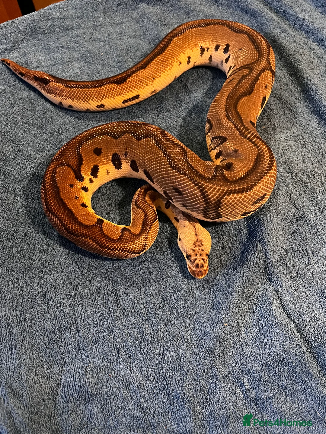 Python Snake reptiles for sale: 3 Male Royal Pythons for Sale - Advert 6