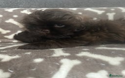 Shih Tzu dogs for sale: KC Imperial Dark non fade Chocolate Boy Available - Image 2