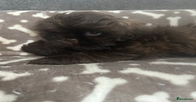 Shih Tzu dogs - Advert 3