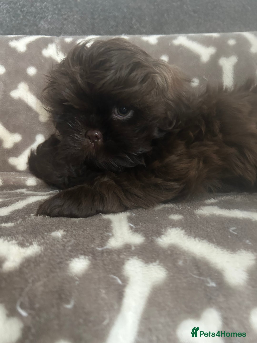 Shih Tzu dogs for sale: KC Imperial Dark non fade Chocolate Boy Available - Image 2